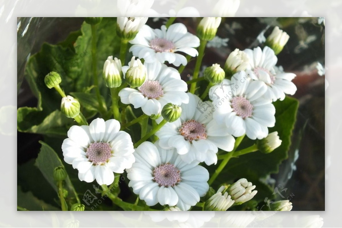 白色瓜叶菊图片