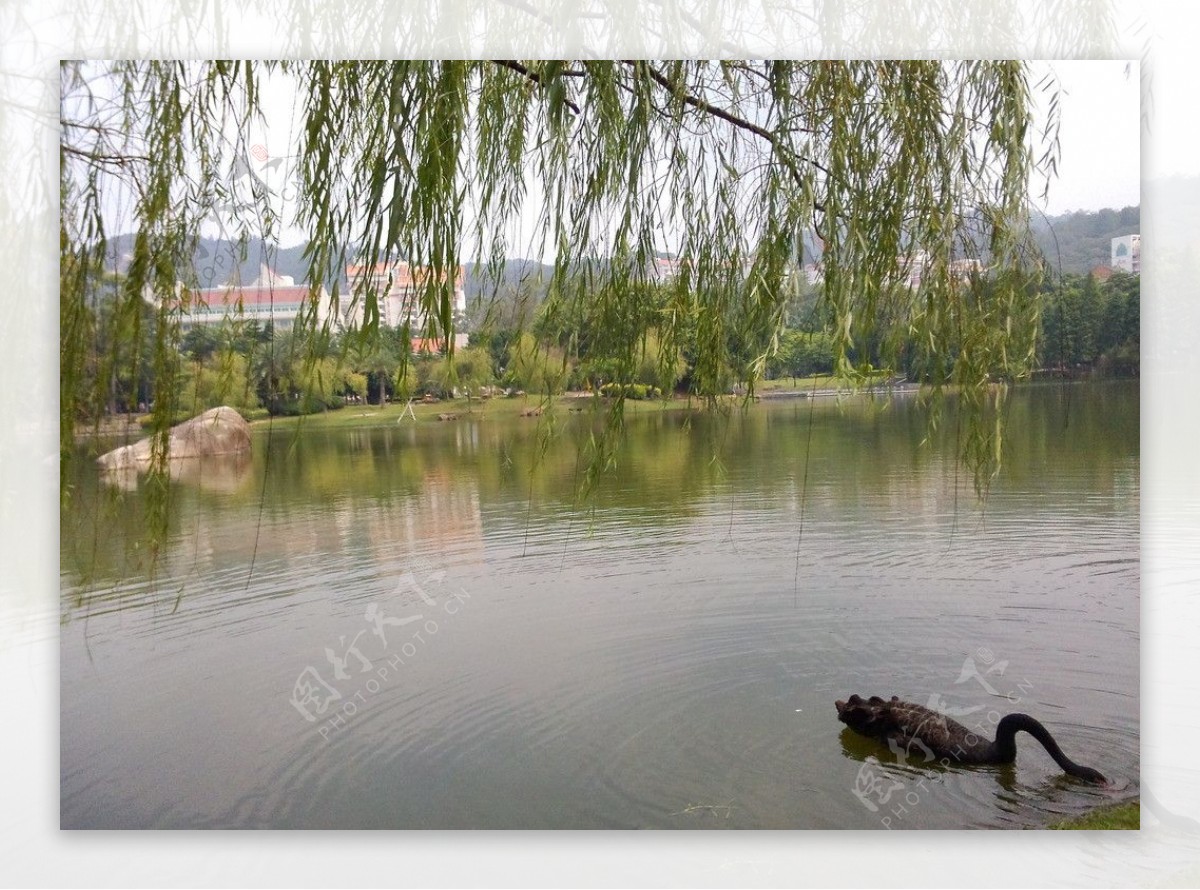 芙蓉湖黑天鹅图片