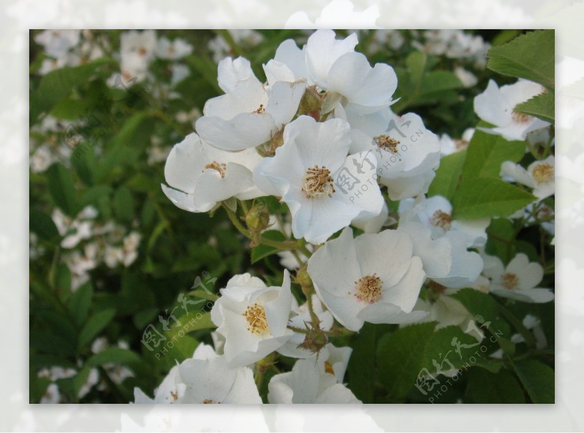白色蔷薇花图片
