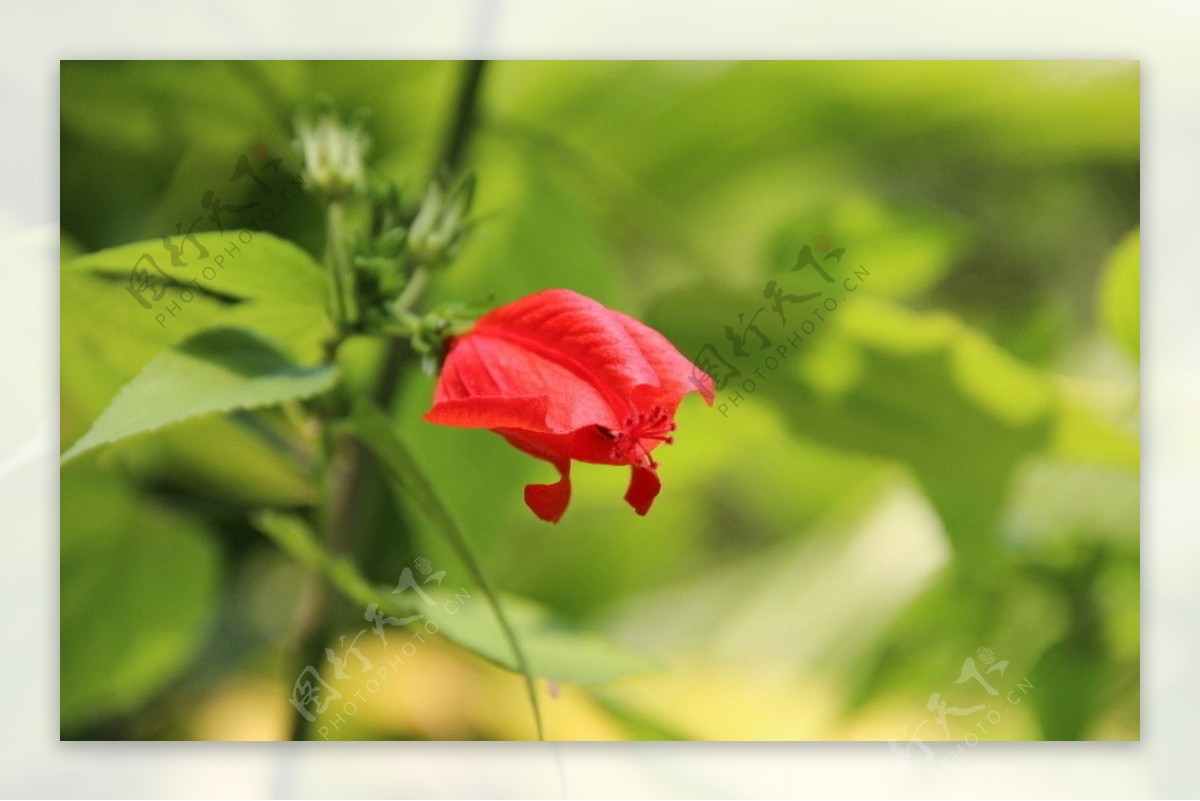 扶桑花图片