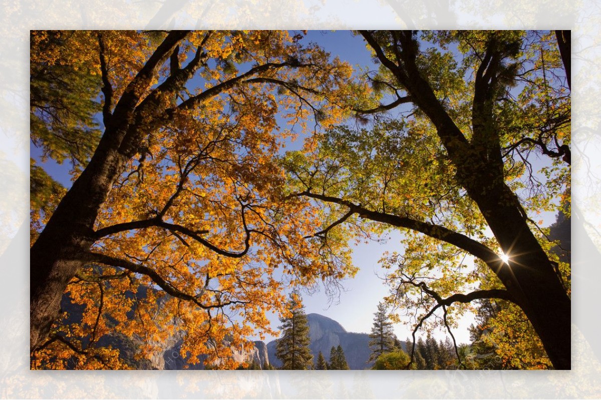 秋天森林里的大树图片