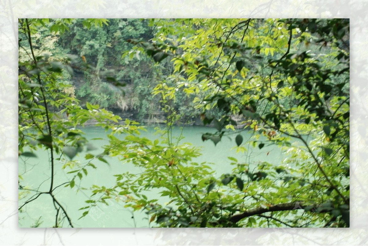 湖面树叶图片