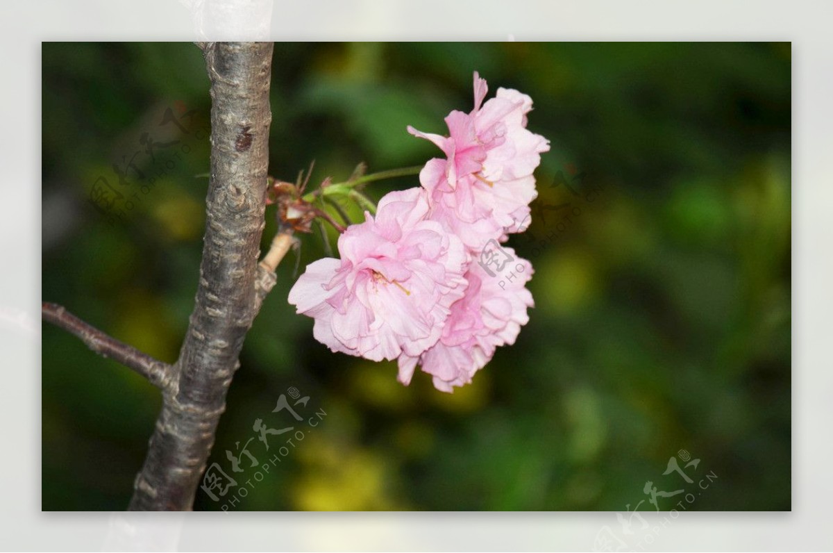 樱花图片