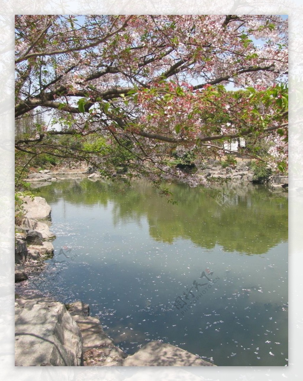 樱花流水图片