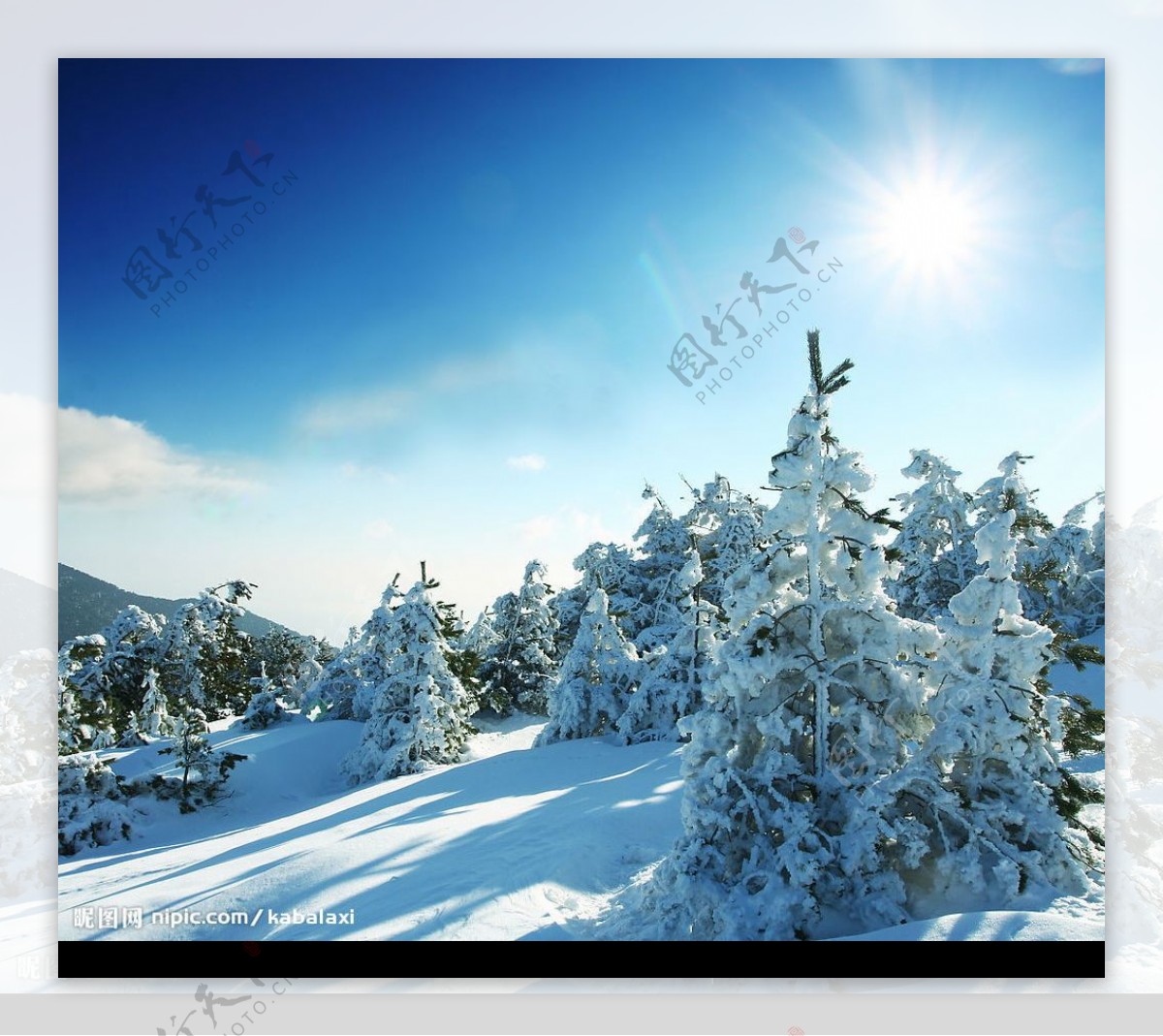 雪松图片