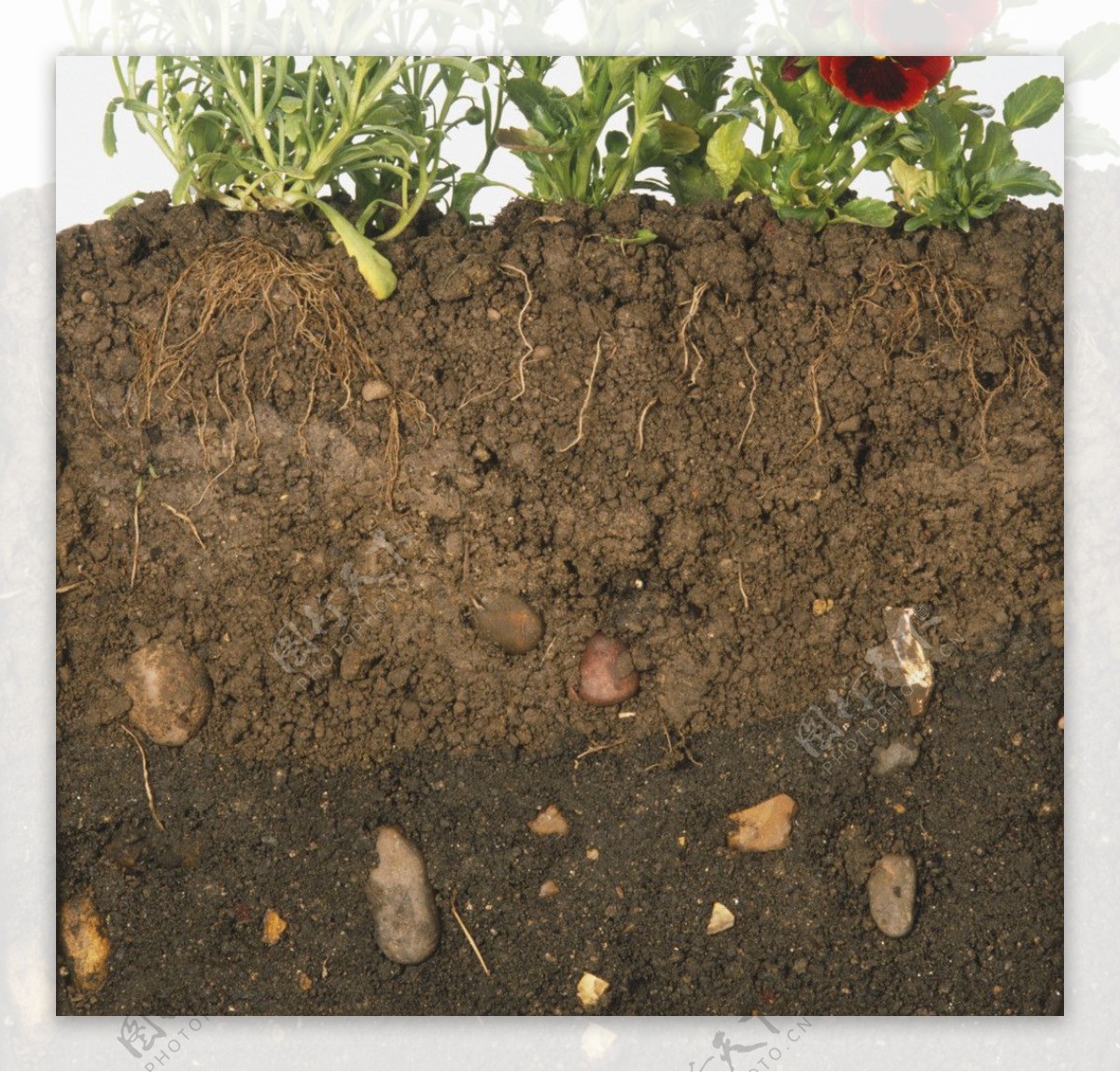 泥土土壤植物根部图片