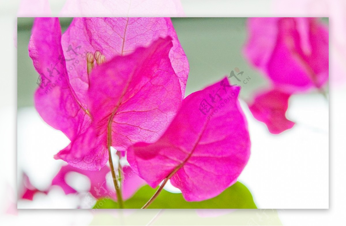 粉红色的叶子图片