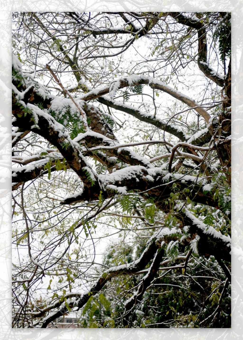 雪压枝头图片