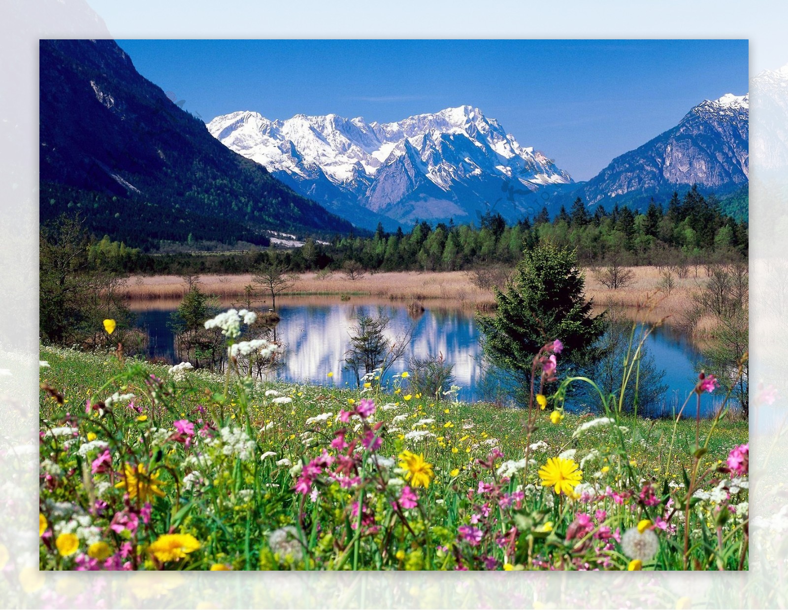 湖水山脉花卉图片