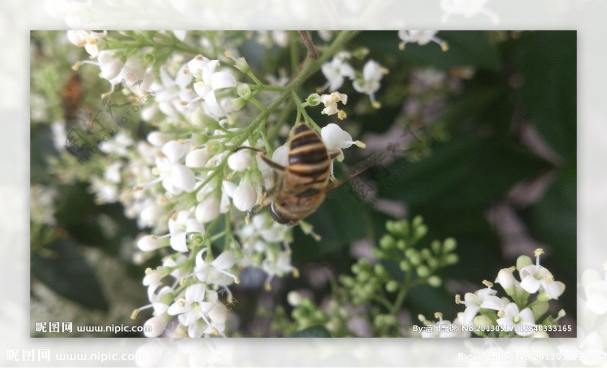 微距蜜蜂采蜜图片