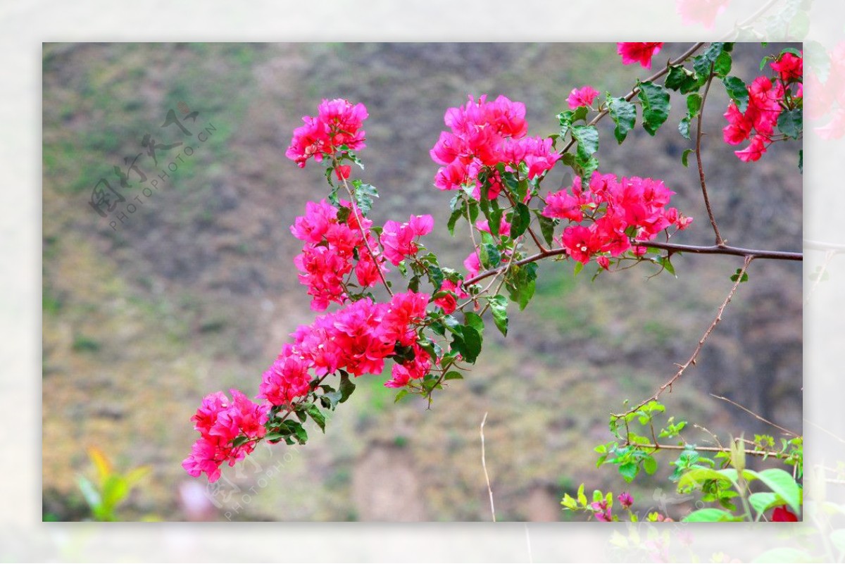 花枝招展图片