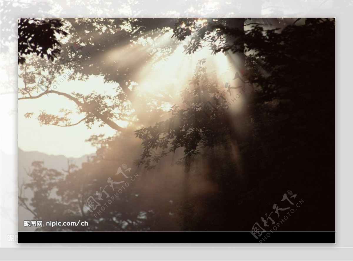 阳光树林图片