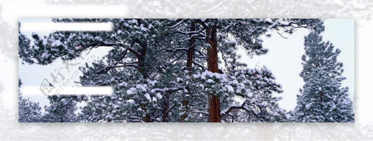 冰雪覆盖的松树图片