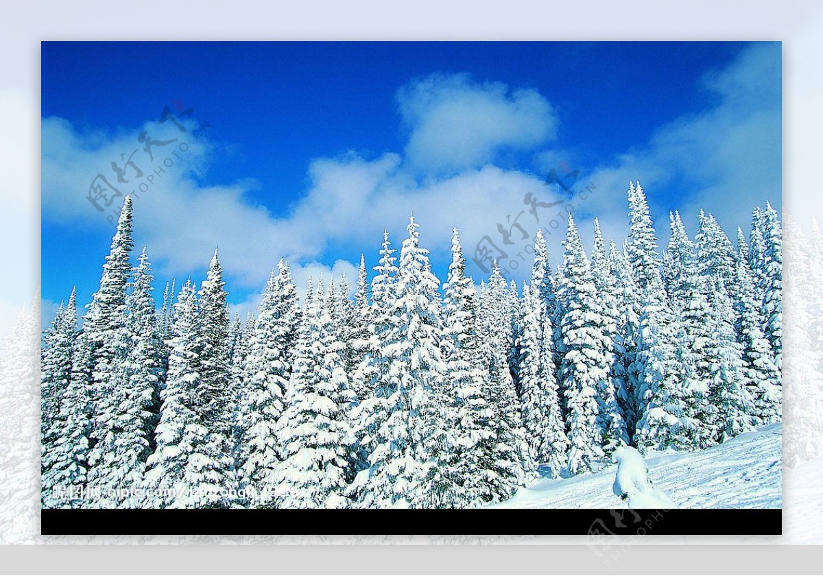 山上松树雪景图片