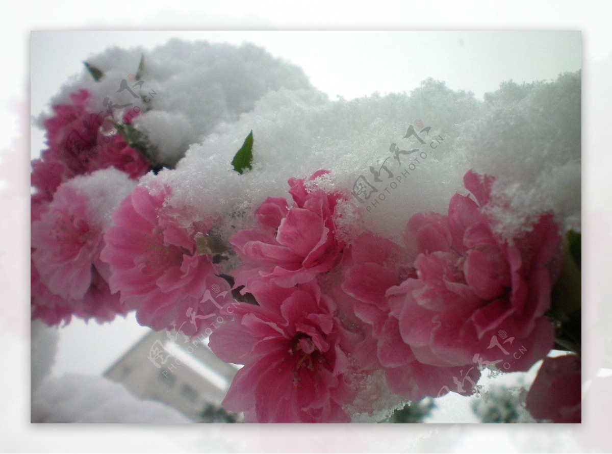 桃花与雪花图片