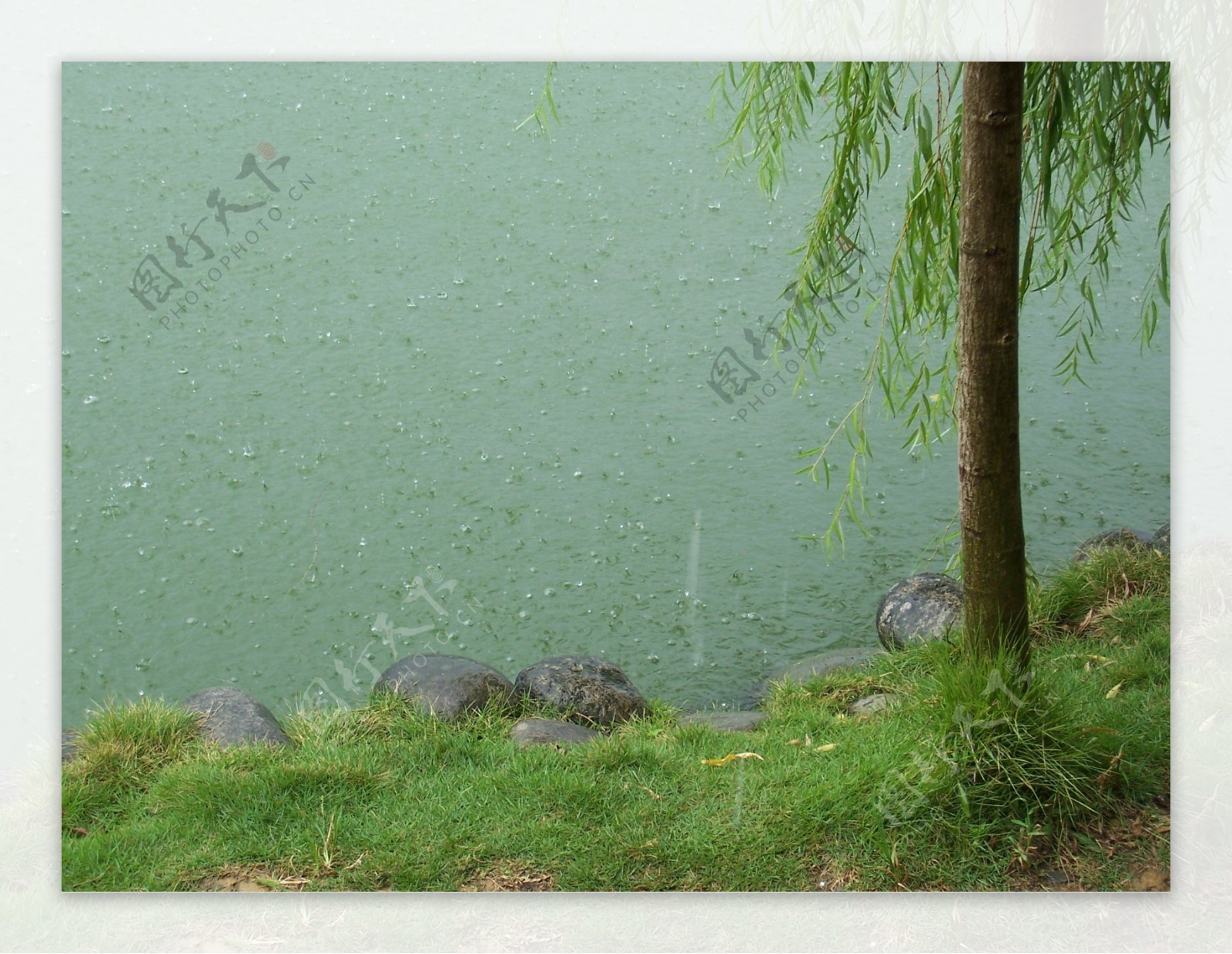 桂湖雨景图片