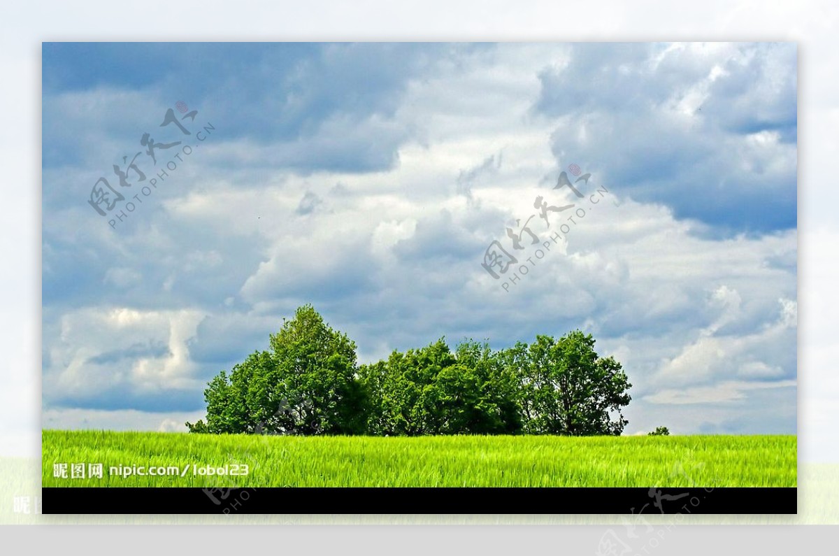 绿树白云图片