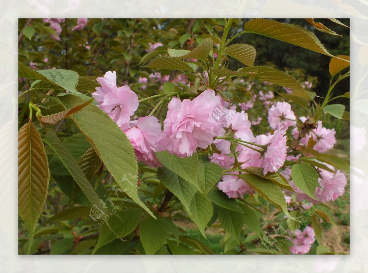 植物园景观摄影粉红色樱花图片