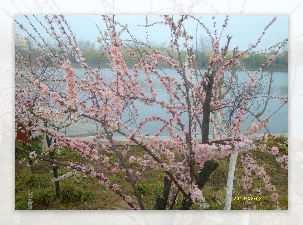 岸边桃花图片