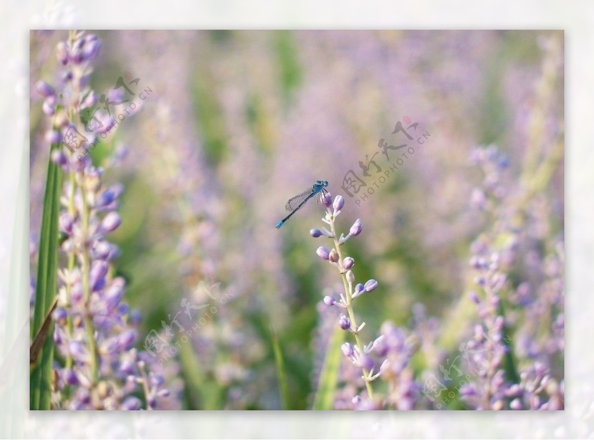 紫色蜻蜓图片