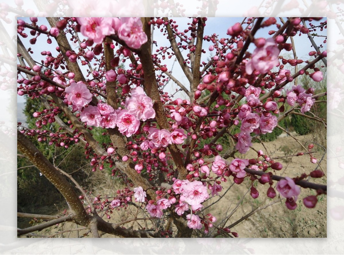 桃花笑春风图片