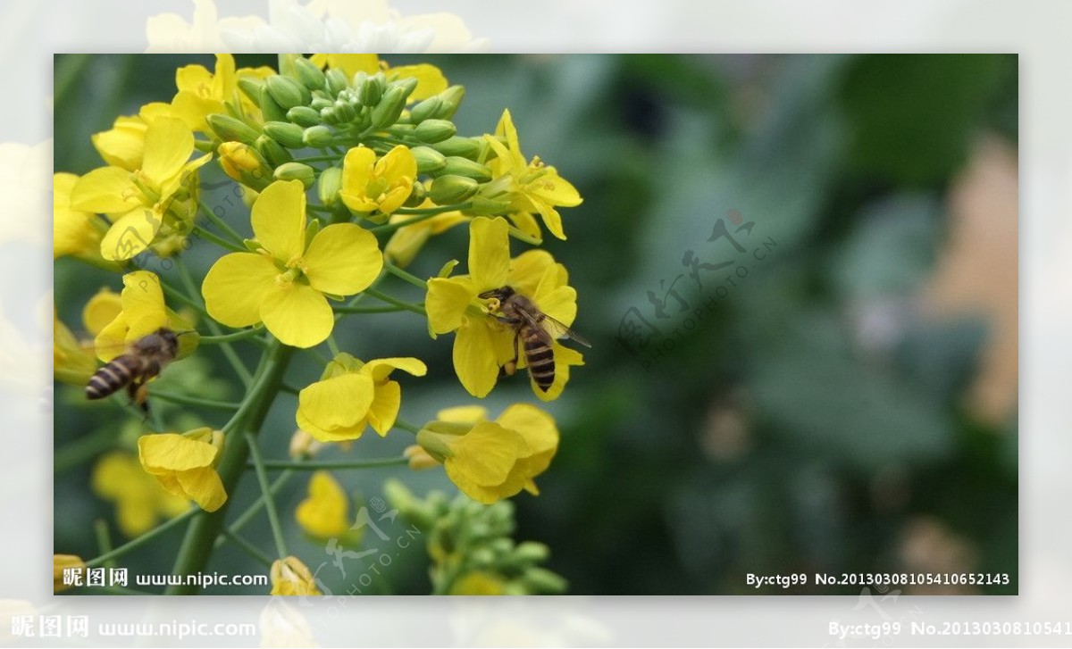 小蜜蜂油菜花图片