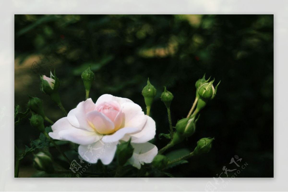 蔷薇科花卉图片