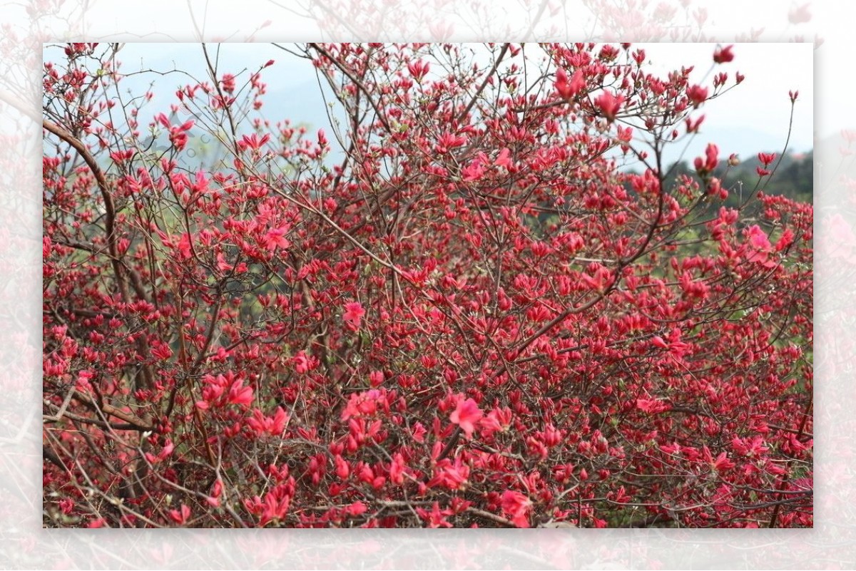 杜鹃花海图片