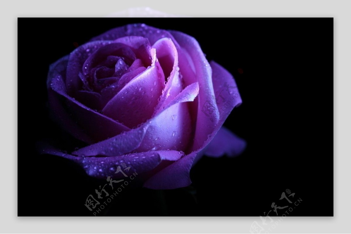 夜色紫玫瑰图片