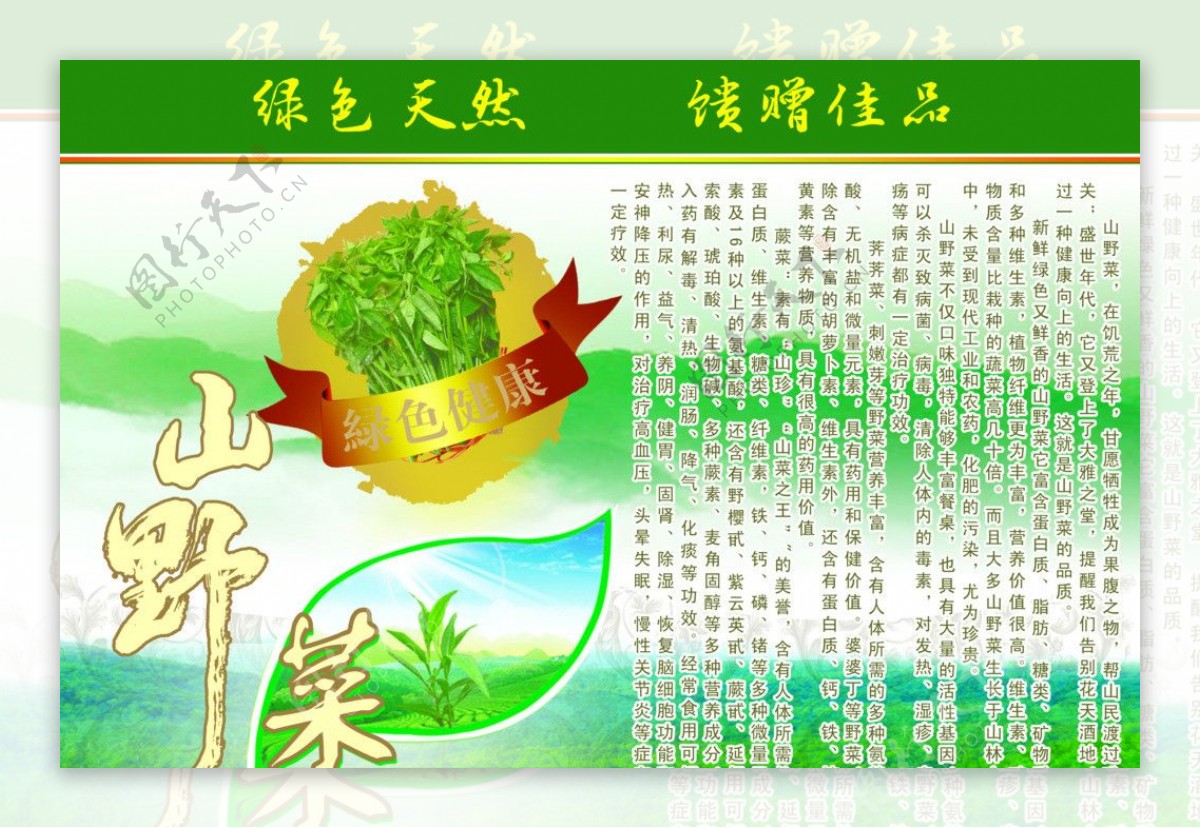 长白山山野菜图片