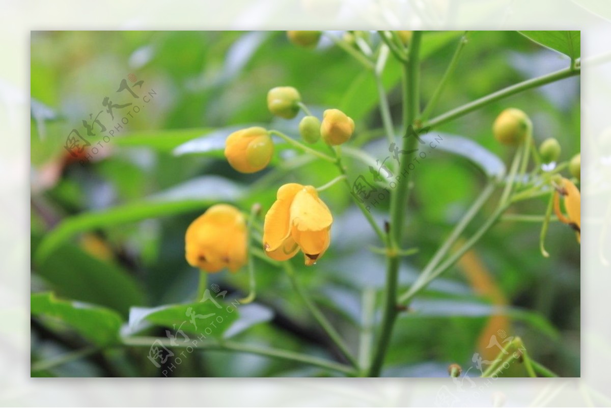 山间小花图片