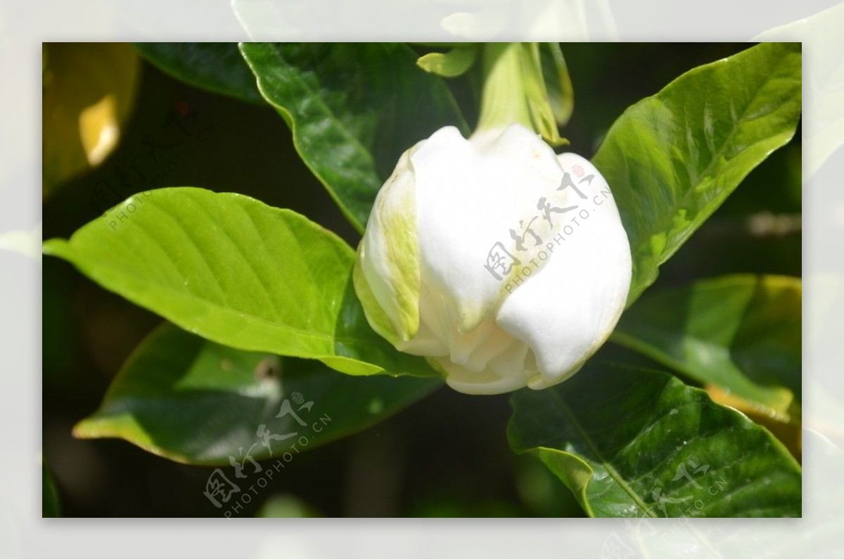 栀子花蕾图片