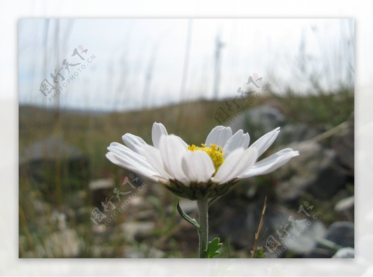 白色小野菊图片