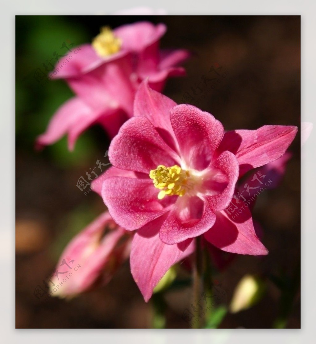 粉红耧斗菜图片