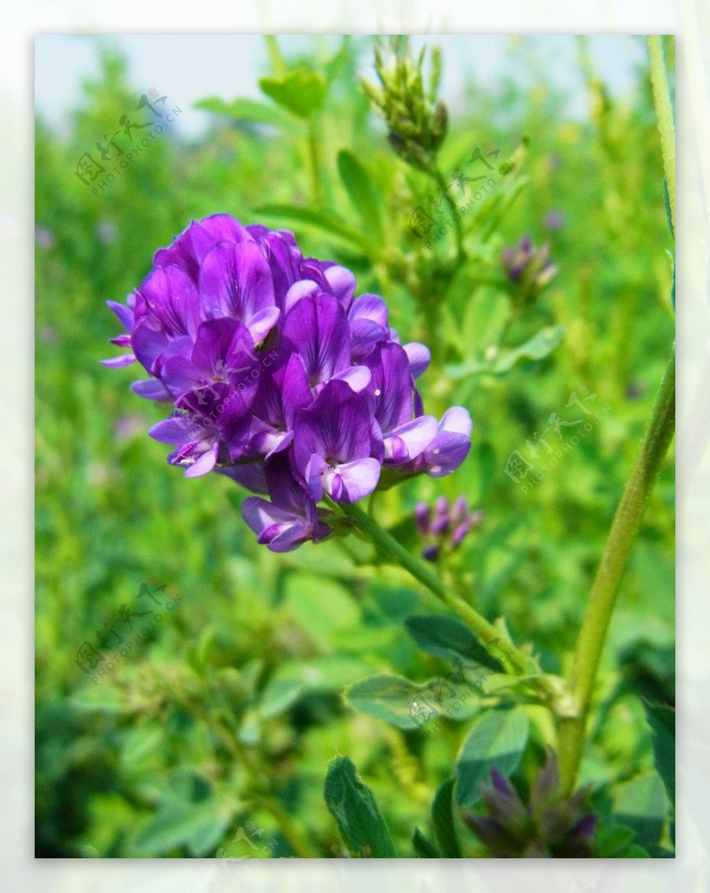 紫苜蓿图片_风景花卉的紫苜蓿图片大全 - 花卉网
