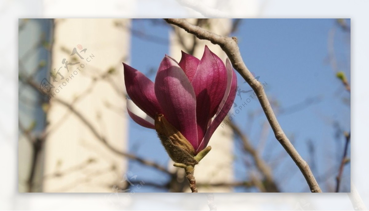紫红玉兰花图片