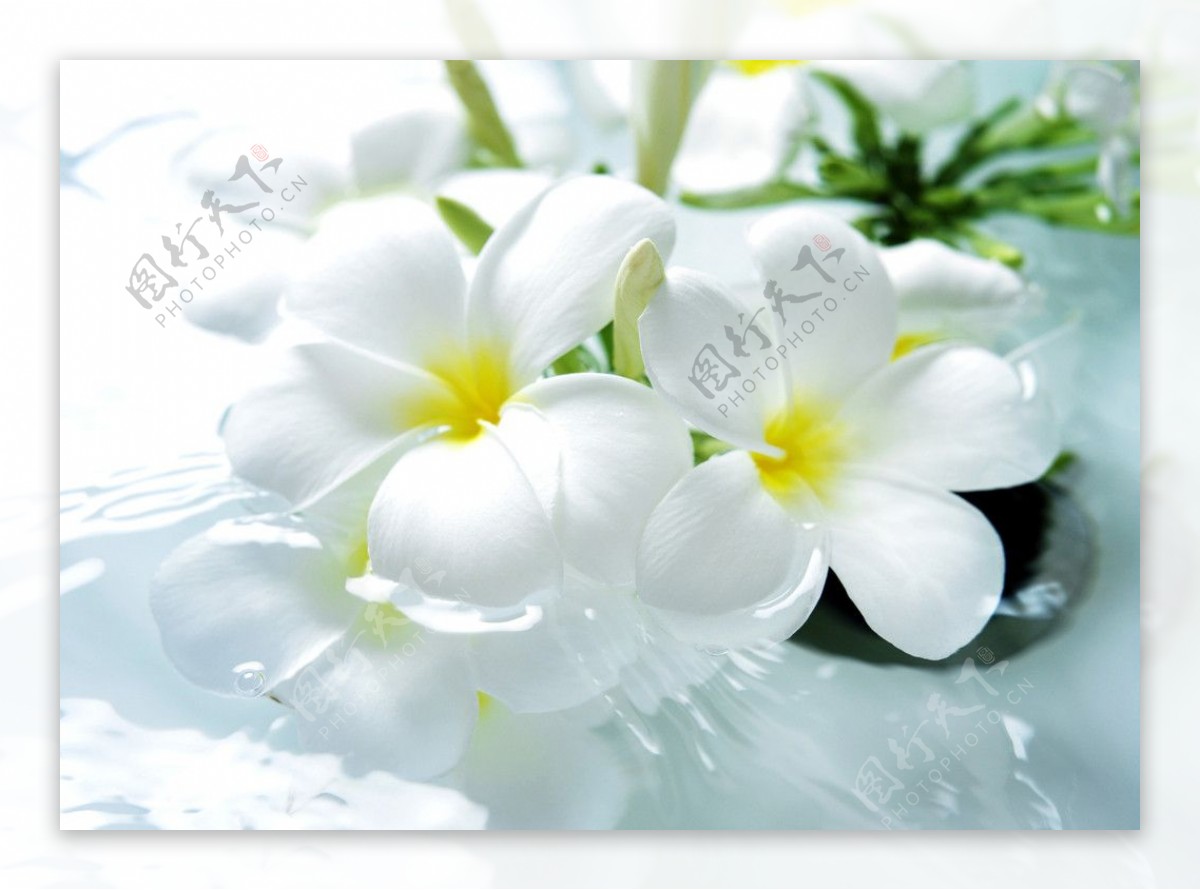 白色水仙花图片