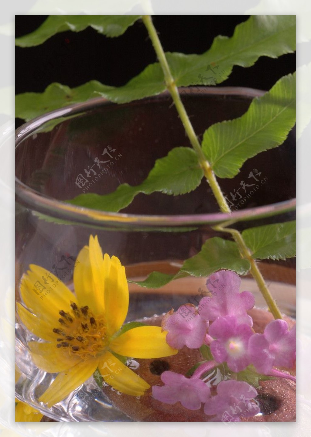 酒杯里的雏菊花图片