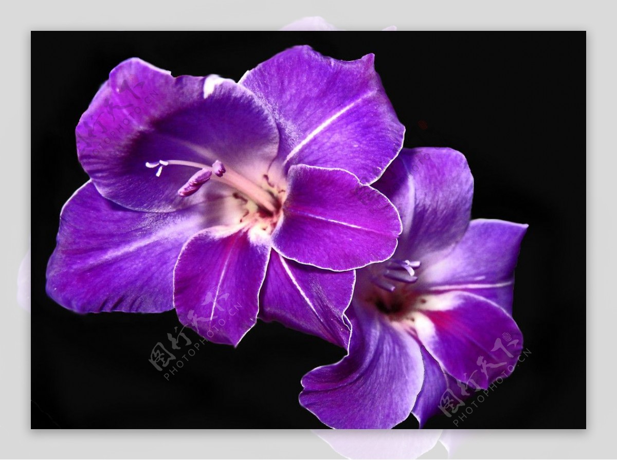 紫色剑兰图片