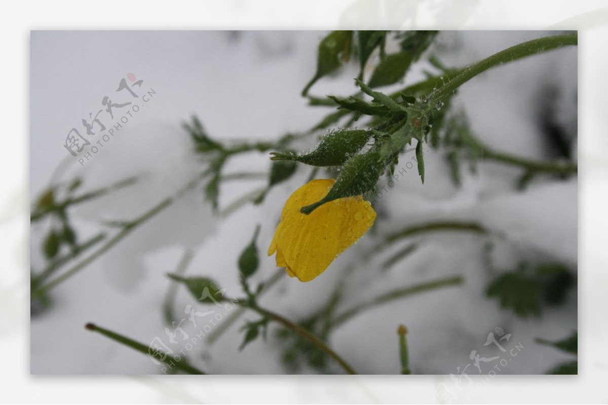 雪中野花图片