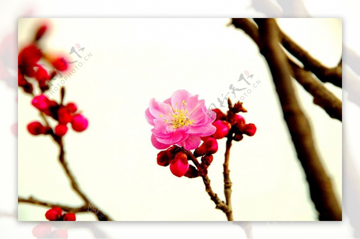 一朵盛开的梅花图片