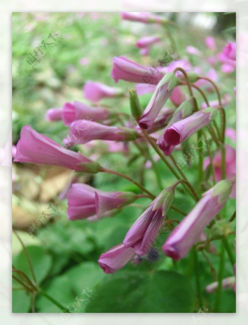 四叶草的花图片