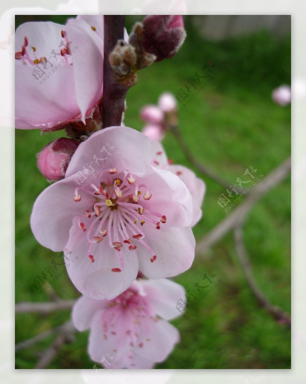最美樱花季，到日本赏樱花吧！_世界