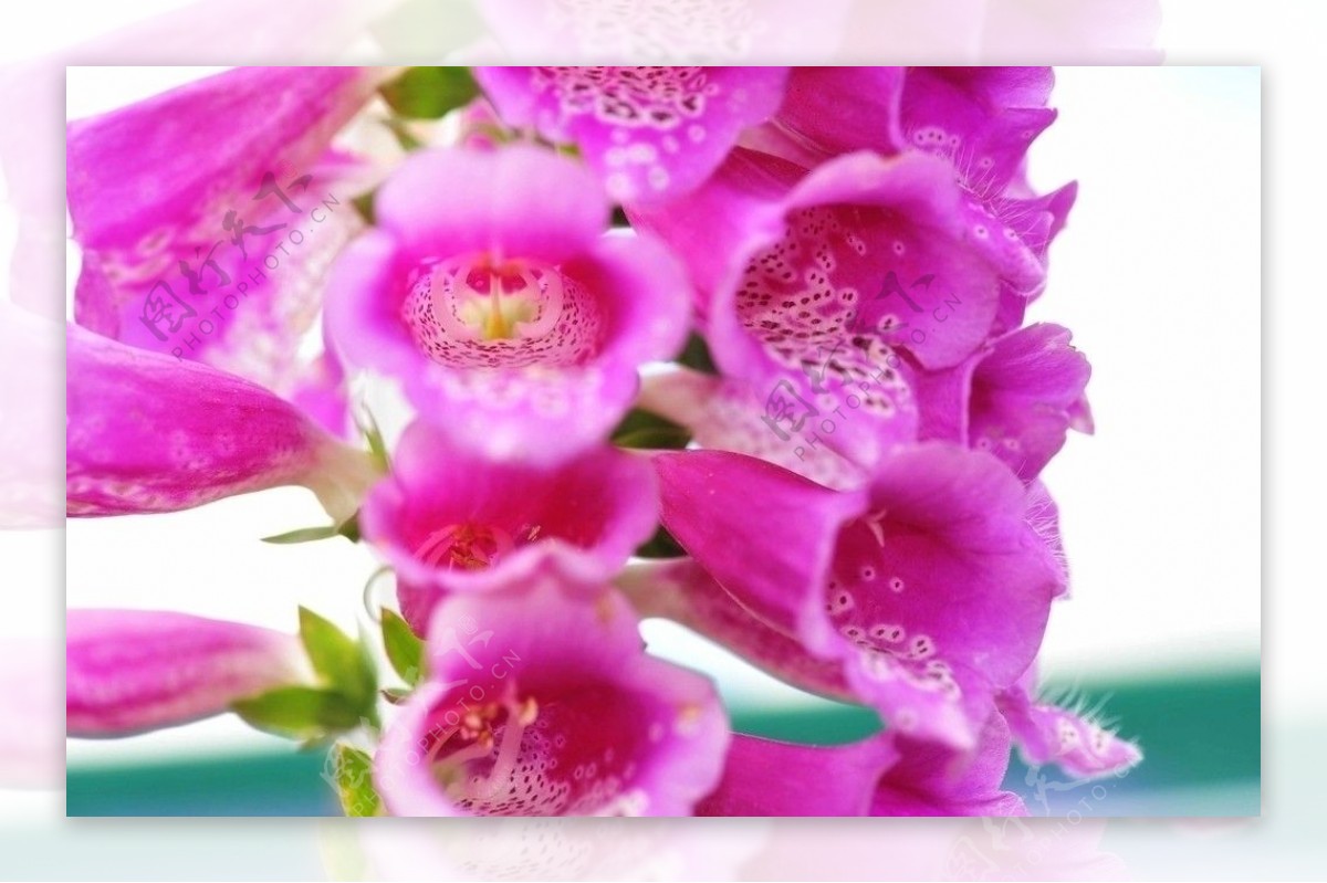 粉红花卉图片