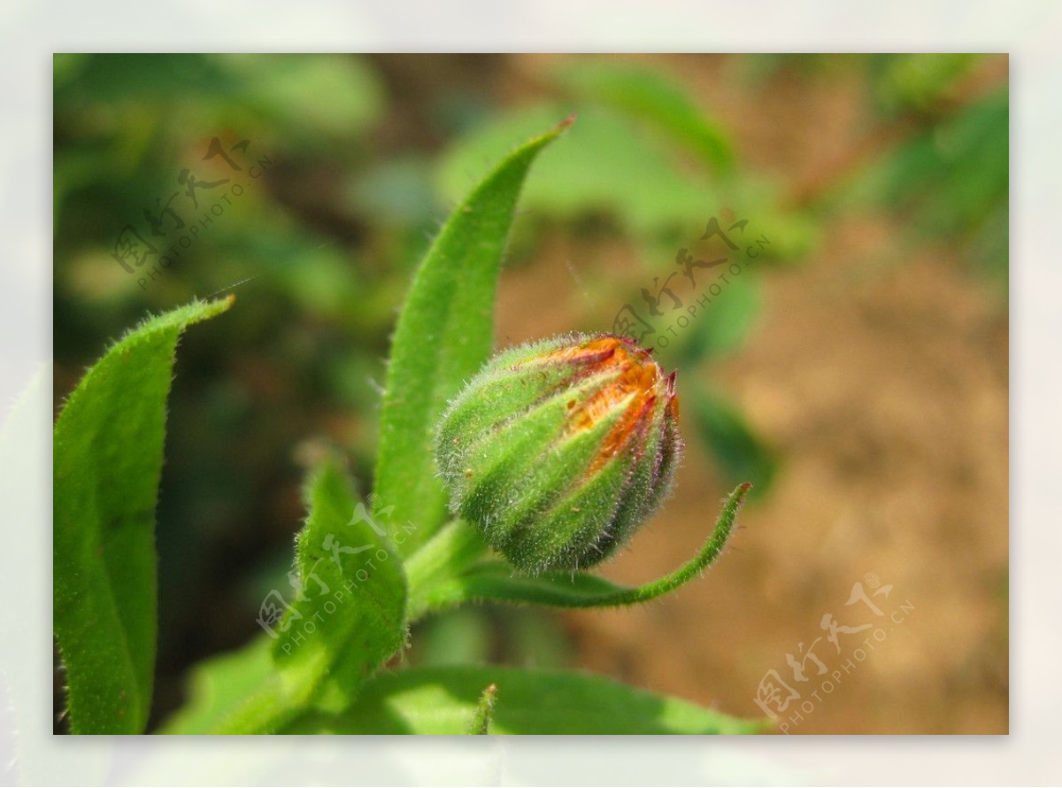 金盏菊花蕾图片