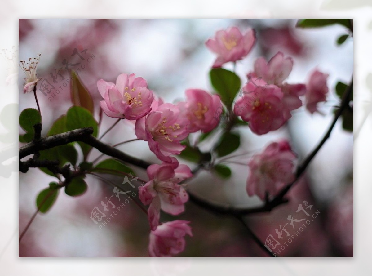 花卉特写图片