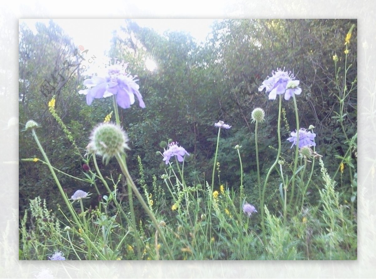 紫色野花儿图片