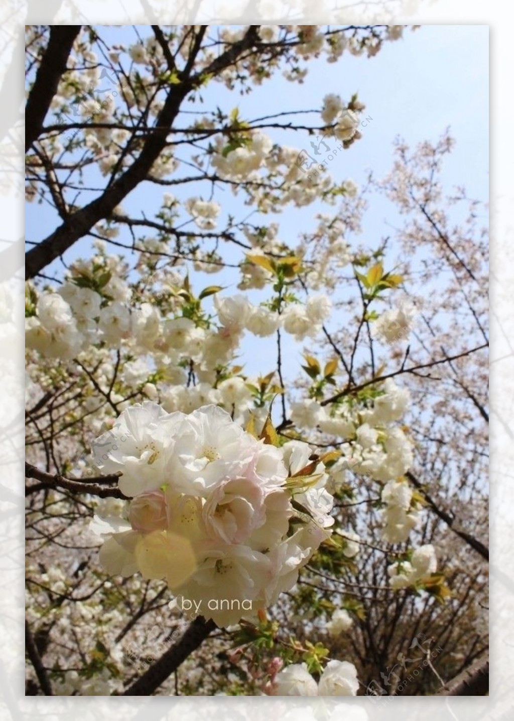 上方山百花节图片