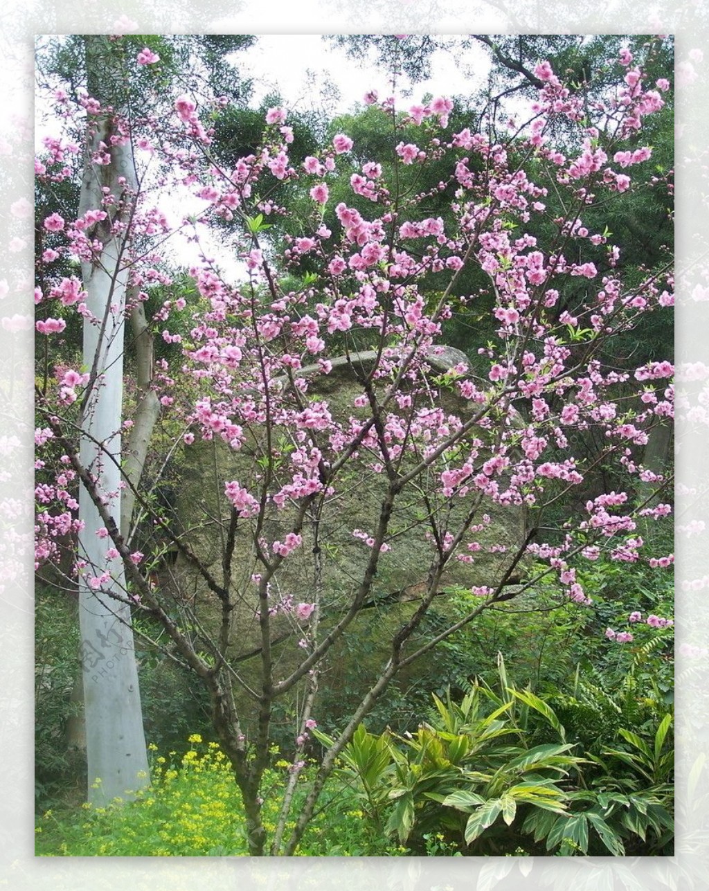 粉红色桃花图片