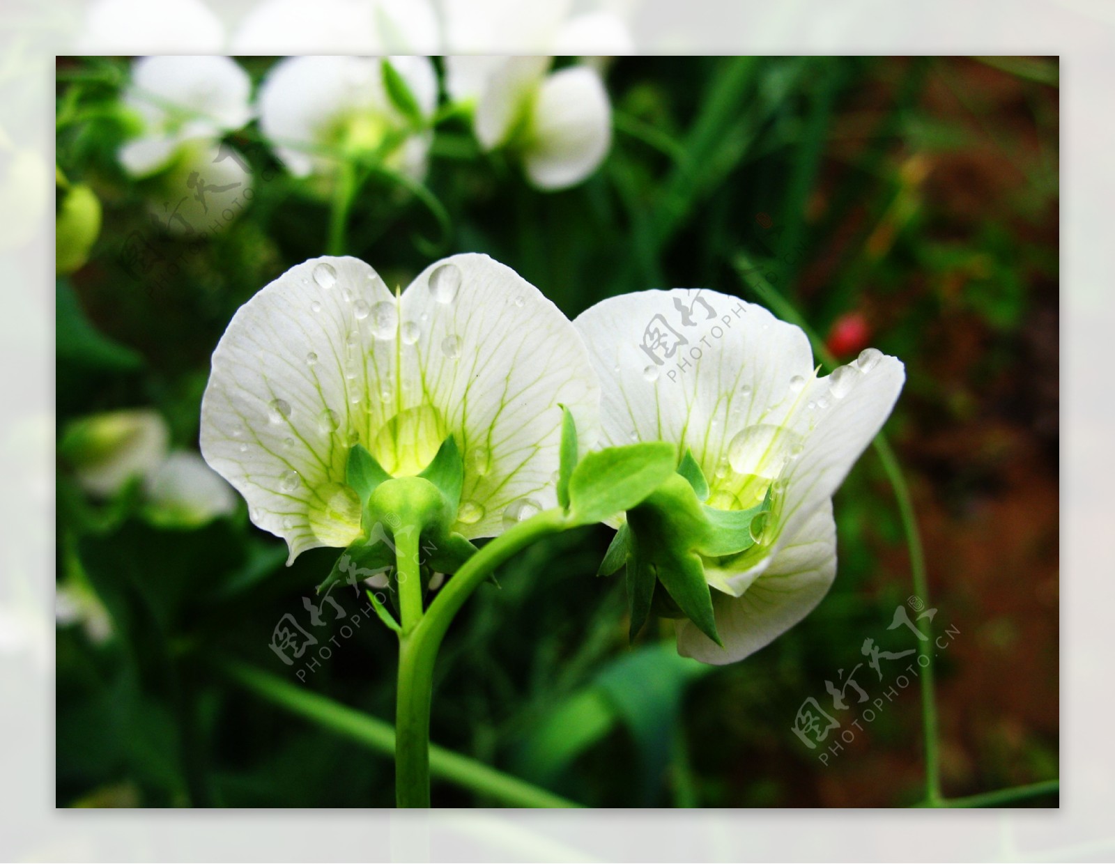 雨后的白菜花和水滴图片